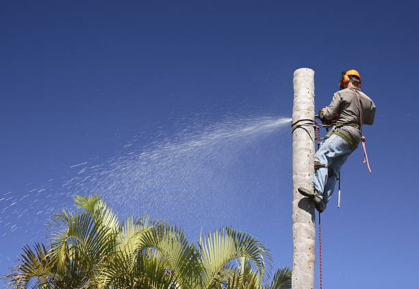 Best Hazardous Tree Removal  in Sheldon, IL