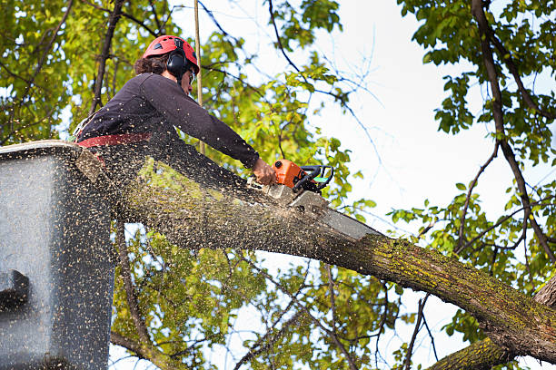 Professional Tree Care in Sheldon, IL