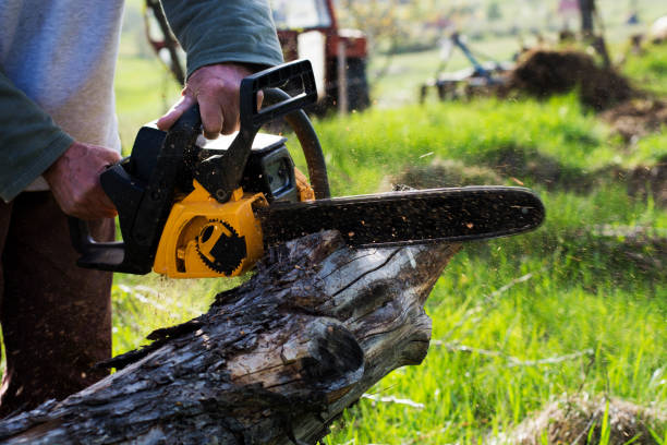 Best Tree Preservation Services  in Sheldon, IL