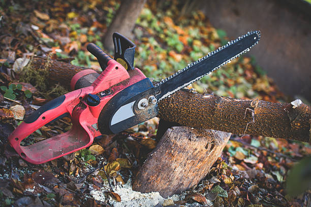 Best Storm Damage Tree Cleanup  in Sheldon, IL