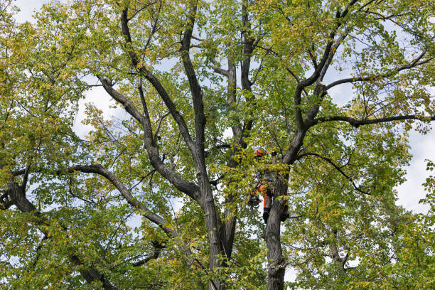 Best Utility Line Clearance  in Sheldon, IL